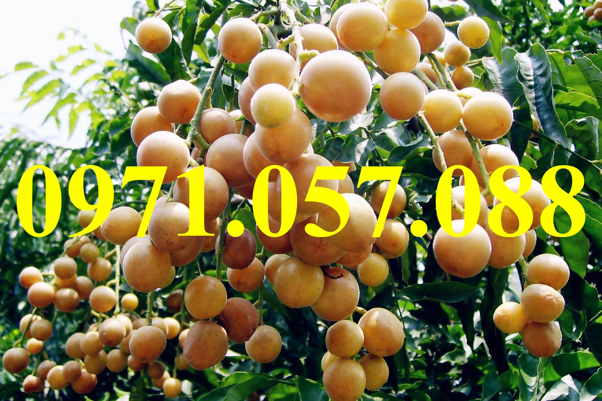 CÂY GIỐNG QUẤT HỒNG BÌ